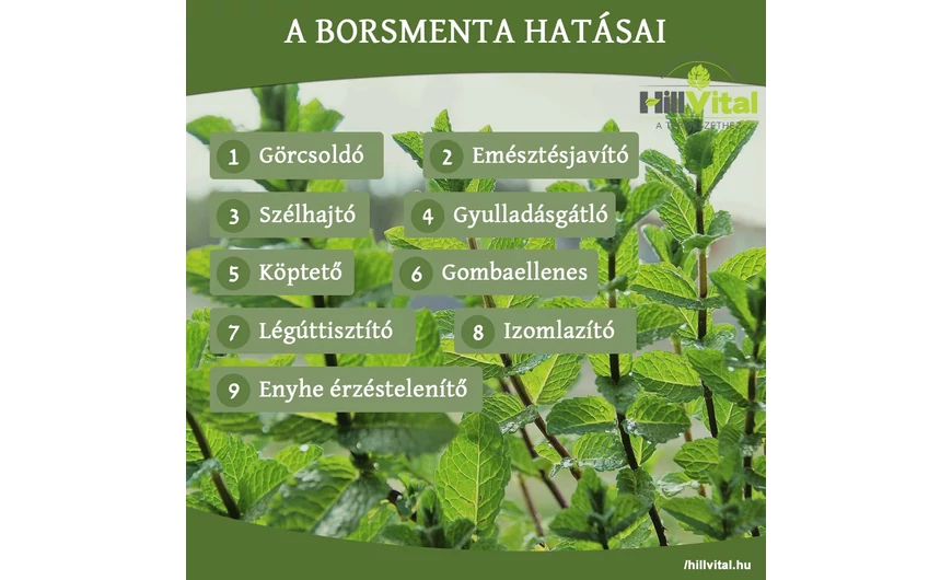 A borsmenta nagyszerű  hatásai