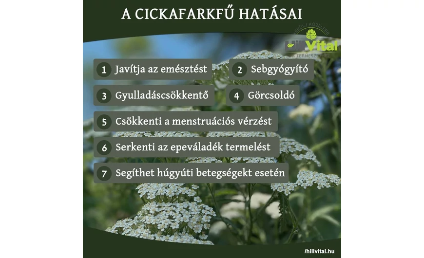 A cickafarkfű nagyszerű hatásai