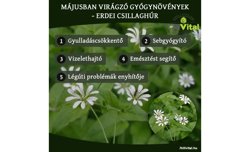 Májusban virágzó gyógynövények - Erdei csillaghúr