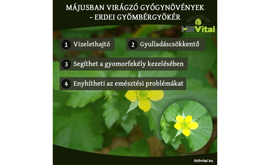 Májusban virágzó gyógynövények - Erdei gyömbérgyökér