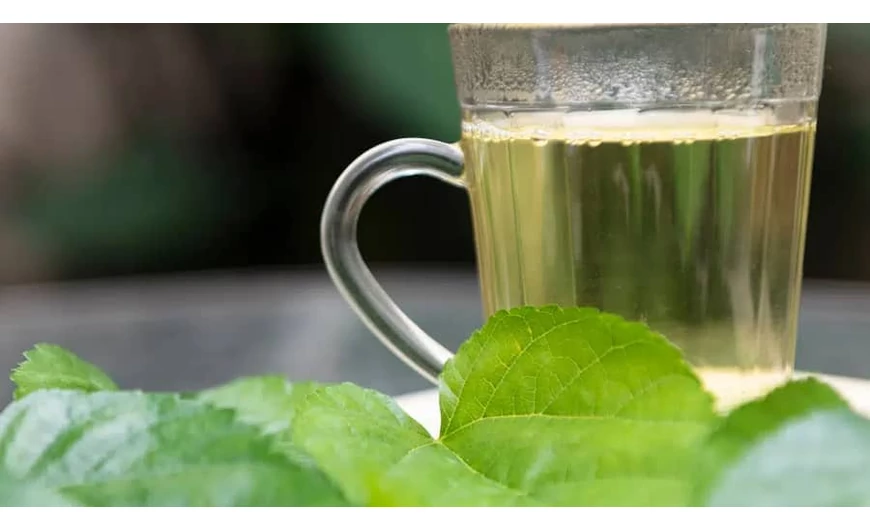 Az erdei szederlevél tea elképesztő gyógyhatásai