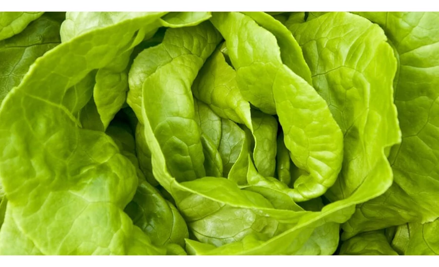 A fejes saláta nagyszerű ásványi anyag és vitaminforrás