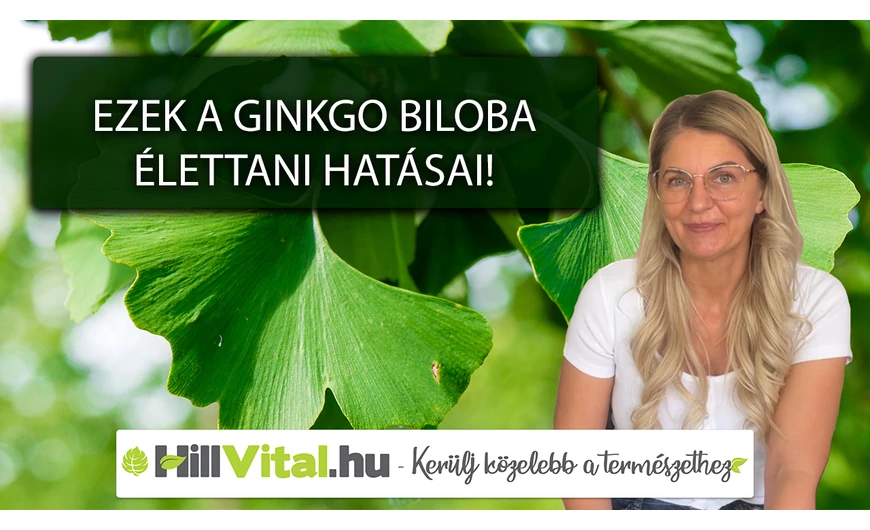 Ginkgo biloba avagy a mindennapi szellemi támogatás