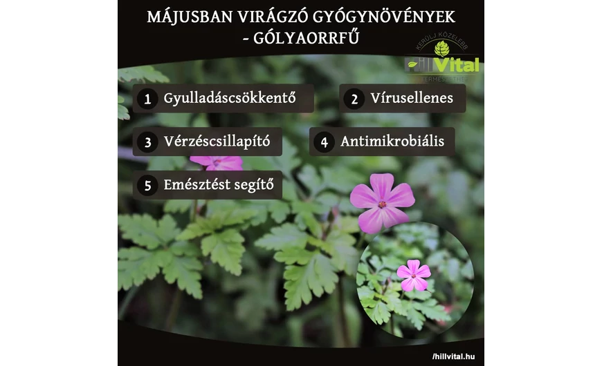 Májusban virágzó gyógynövények - Gólyaorrfű