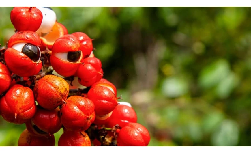 A guarana por fogyasztás előnyei