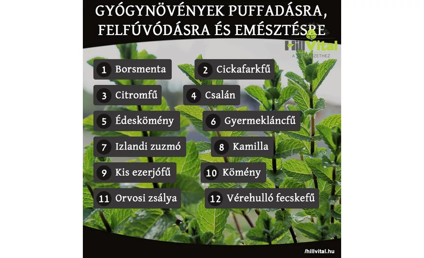 Gyógynövények puffadásra, felfúvódásra és emésztésre