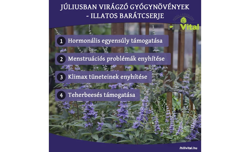 Júliusban virágzó gyógynövények - Barátcserje