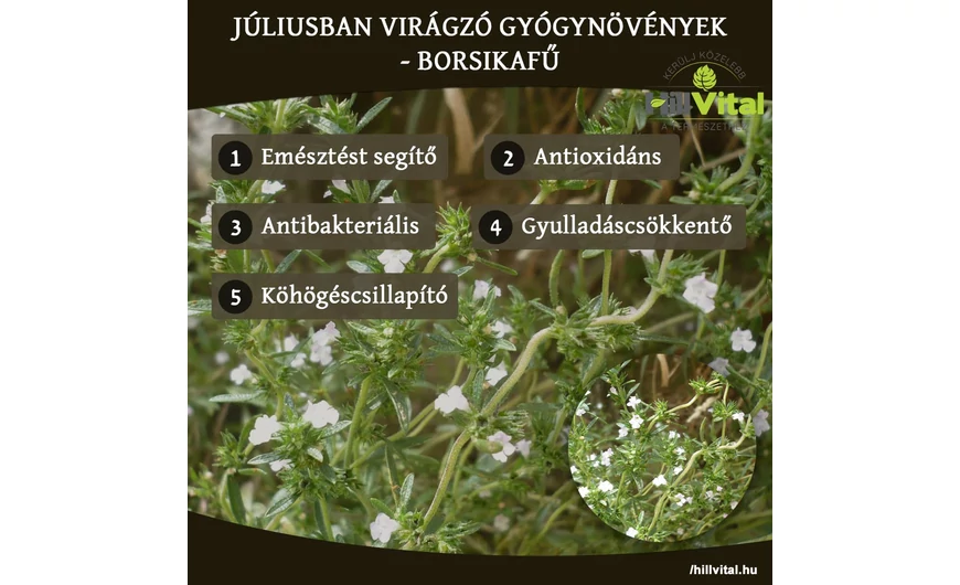 Júliusban virágzó gyógynövények - Borsikafű