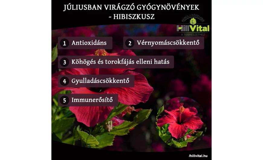 Júliusban virágzó gyógynövények - Hibiszkusz