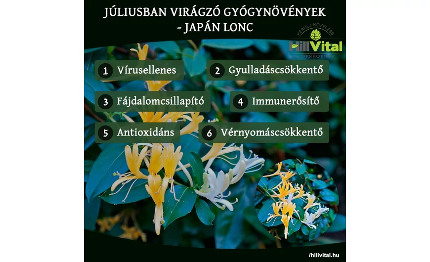 Júliusban virágzó gyógynövények - Japán lonc