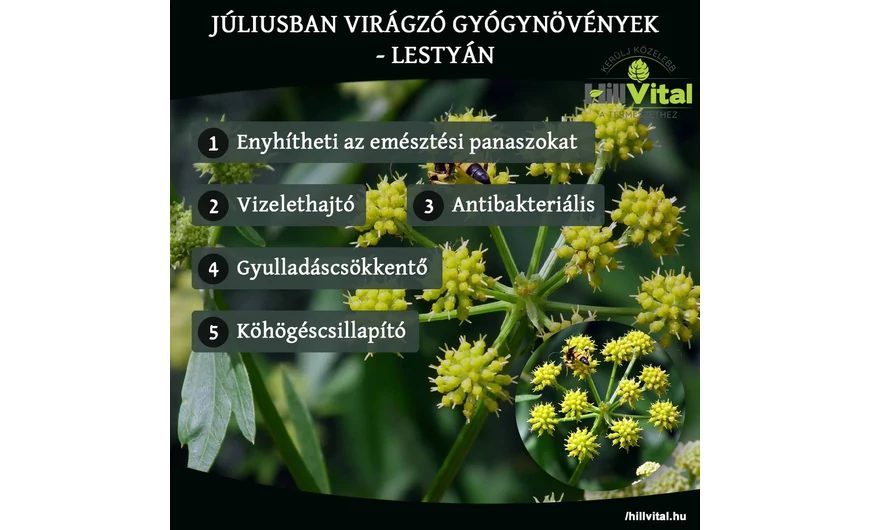 Júliusban virágzó gyógynövények - Lestyán