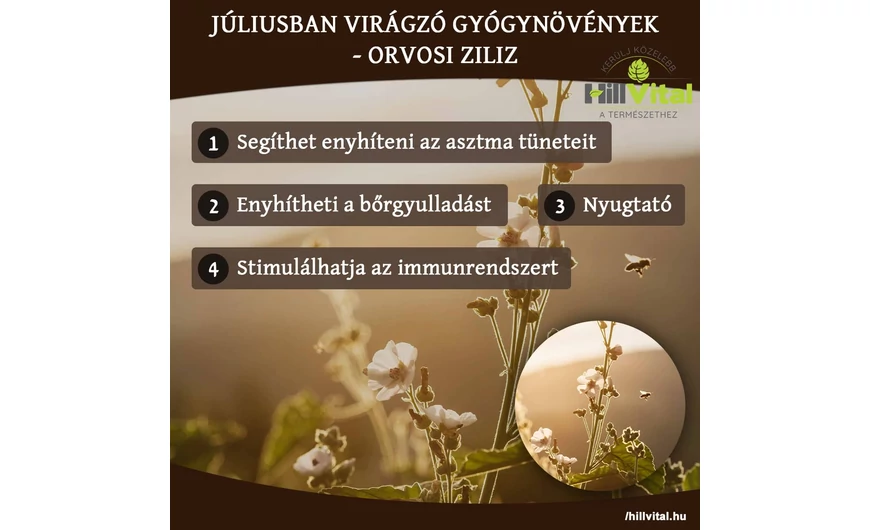 Júliusban virágzó gyógynövények - Orvosi ziliz