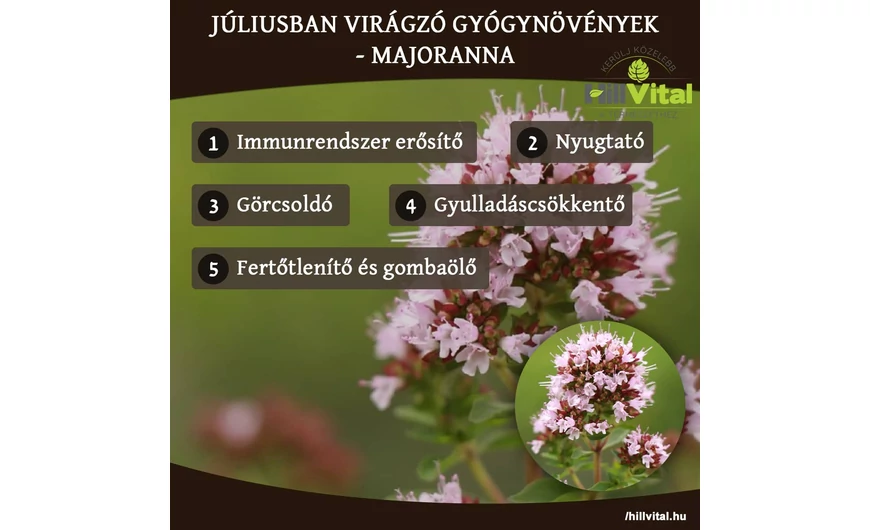 Júliusban virágzó gyógynövények - Majoranna