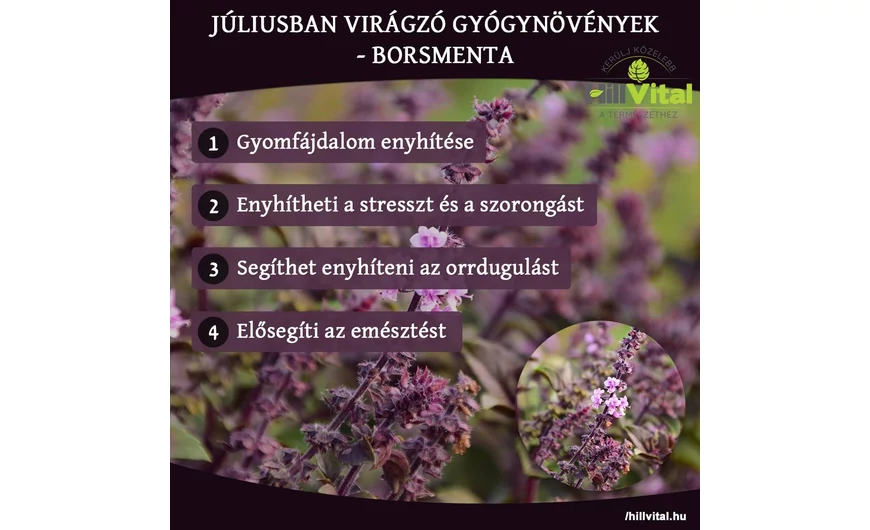 Júniusban virágzó gyógynövények - Borsmenta