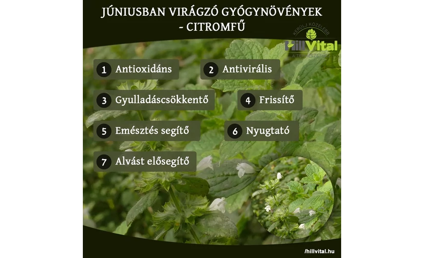 Júniusban virágzó gyógynövények - Citromfű