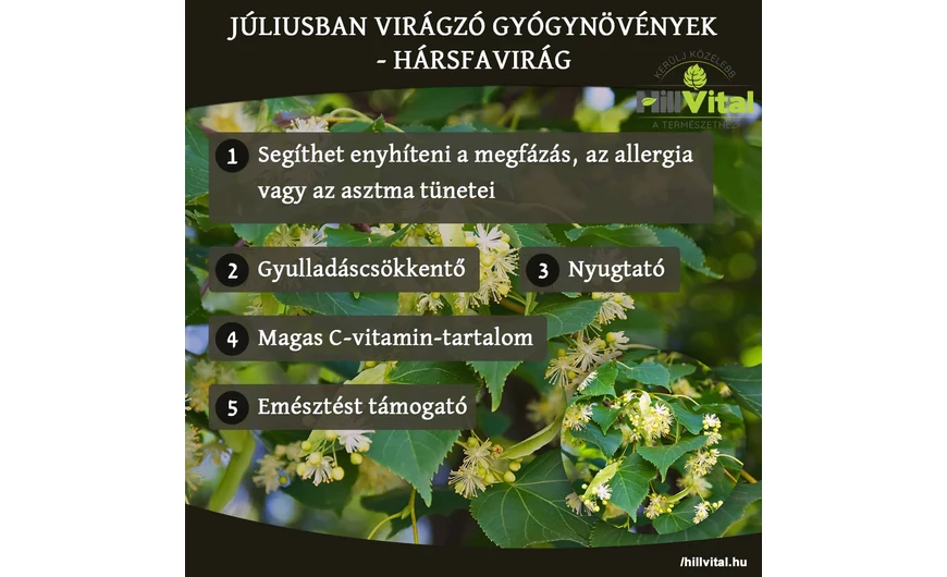 Júniusban virágzó gyógynövények - Hársfa virág