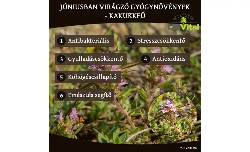 Júniusban virágzó gyógynövények - Kakukkfű