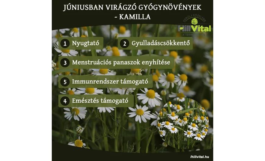 Júniusban virágzó gyógynövények - Kamilla