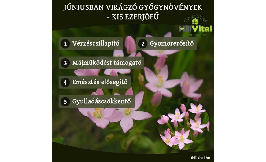 Júniusban virágzó gyógynövények - Kis ezerjófű