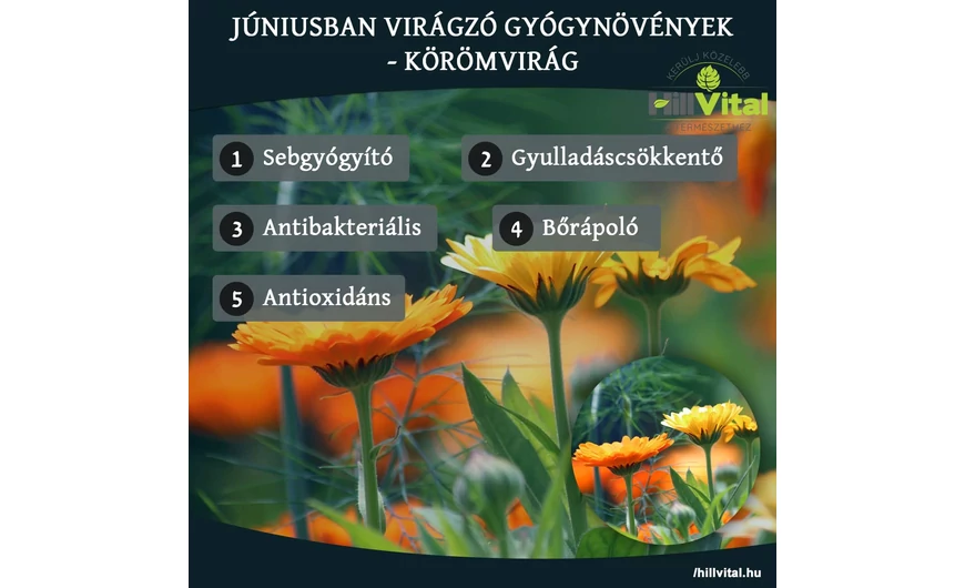 Júniusban virágzó gyógynövények - Körömvirág