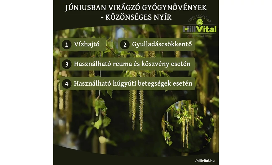 Júniusban virágzó gyógynövények - Málna, szeder