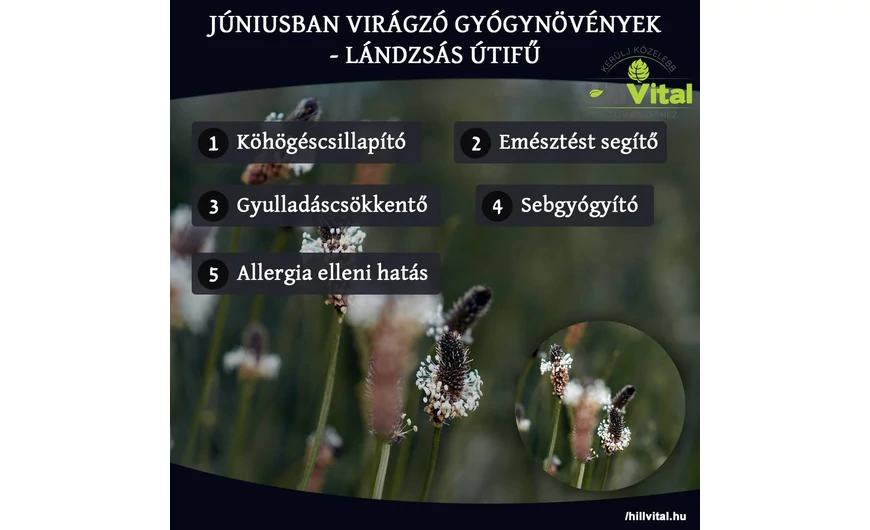Júniusban virágzó gyógynövények - Lándzsás útifű