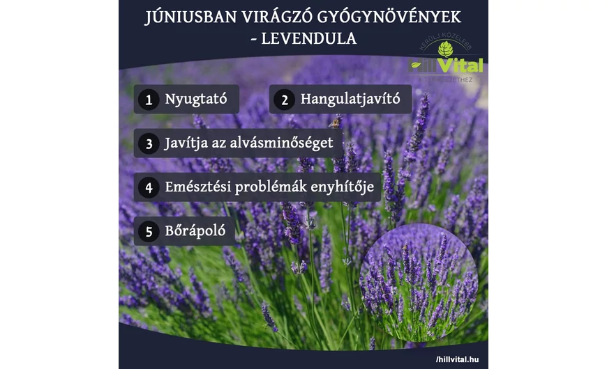 Júniusban virágzó gyógynövények - Levendula