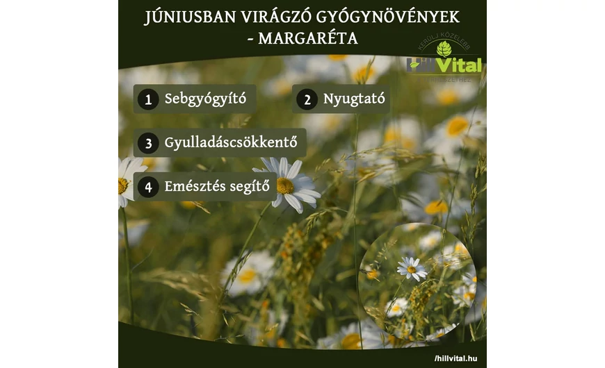 Júniusban virágzó gyógynövények - Margaréta