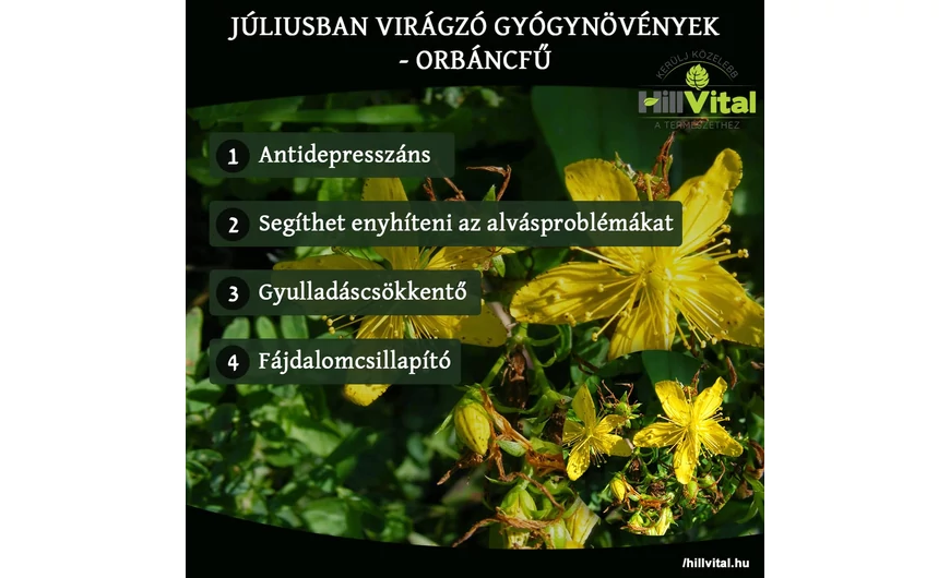 Júniusban virágzó gyógynövények - Orbáncfű