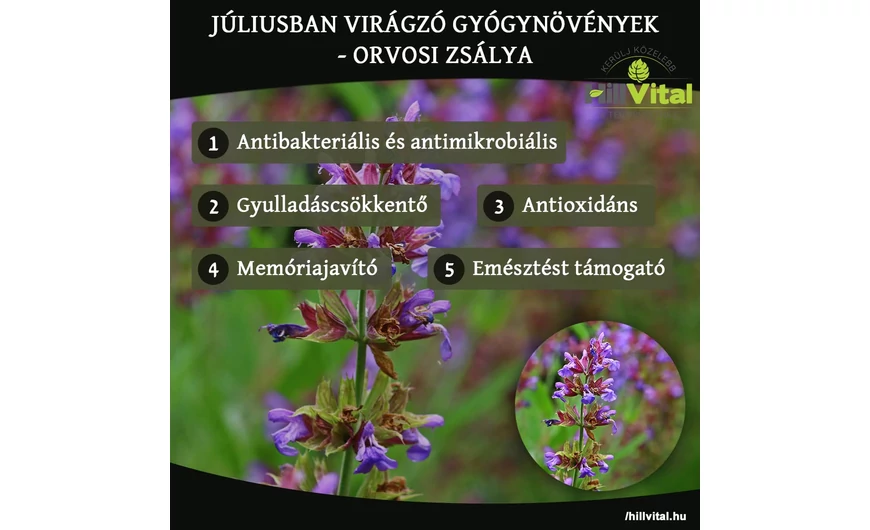 Júniusban virágzó gyógynövények - Orvosi zsálya