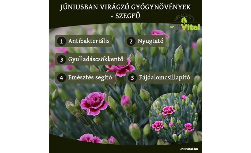 Júniusban virágzó gyógynövények - Szegfű