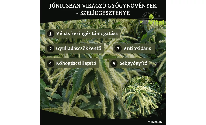 Júniusban virágzó gyógynövények - Szelídgesztenye