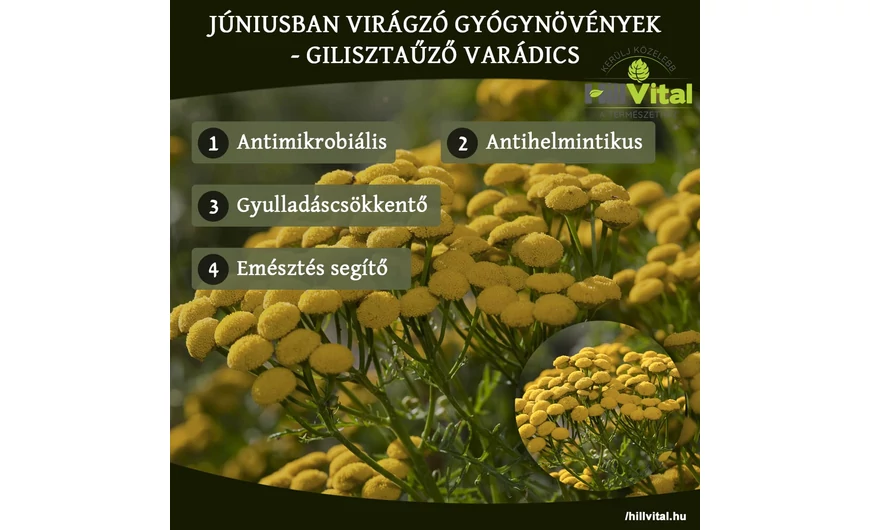 Júniusban virágzó gyógynövények - Varádics