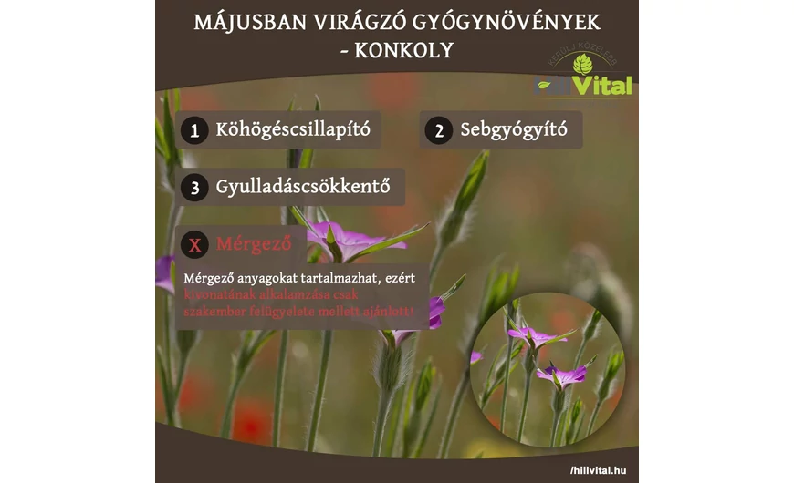 Májusban virágzó gyógynövények - Konkoly