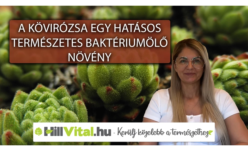 Ismerd meg a kövirózsa gyógyhatásait!