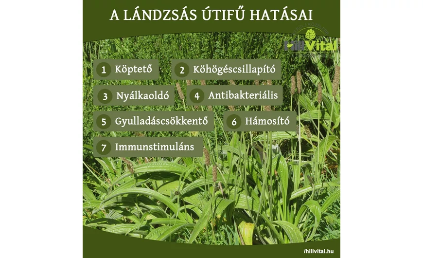 A lándzsás útifű nagyszerű hatásai