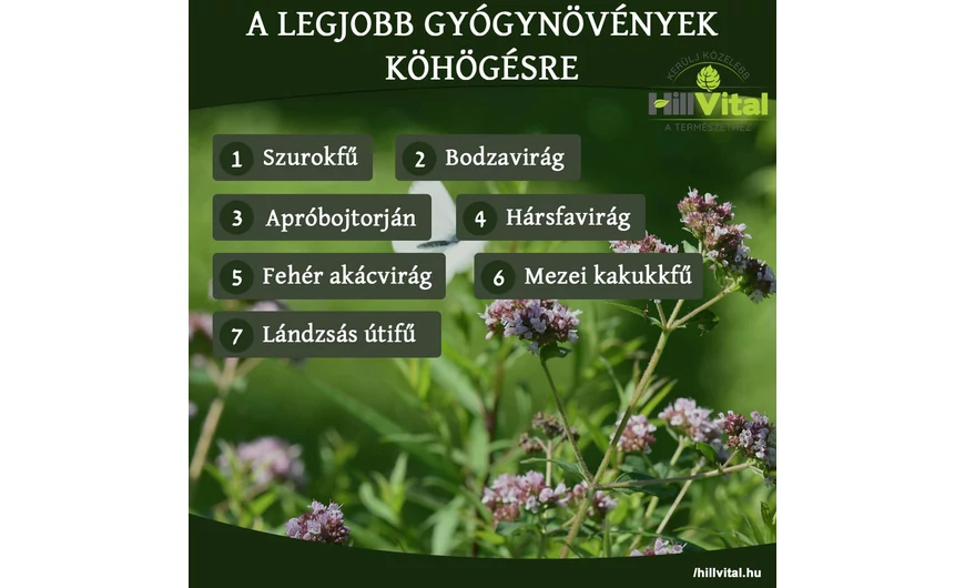 A legjobb gyógynövények köhögésre