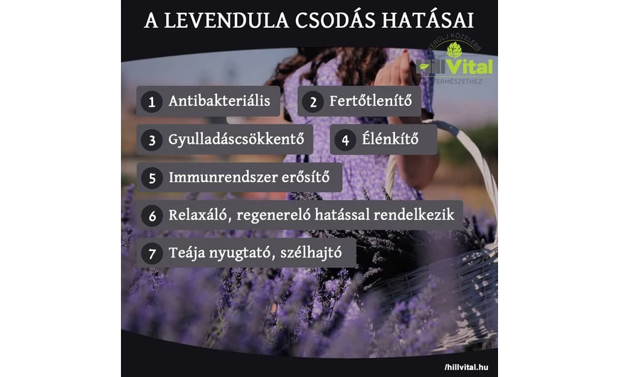 A levendula hatásai, melyekről érdemes tudni