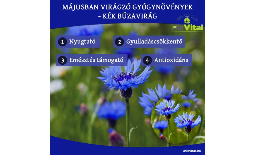 Májusban virágzó gyógynövények - Búzavirág