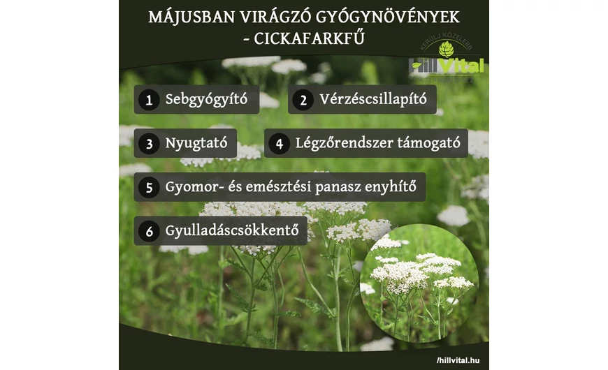 Májusban virágzó gyógynövények - Cickafarkfű