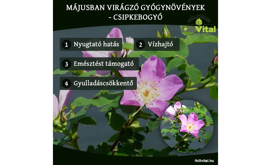 Májusban virágzó gyógynövények - Csipkebogyó
