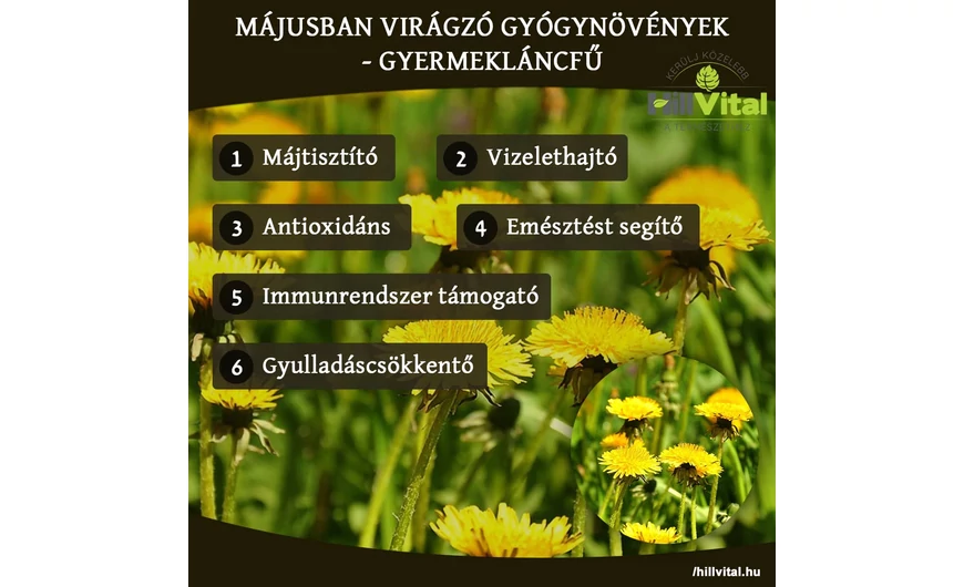 Májusban virágzó gyógynövények - Gyermekláncfű