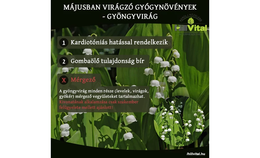 Májusban virágzó gyógynövények - Gyöngyvirág