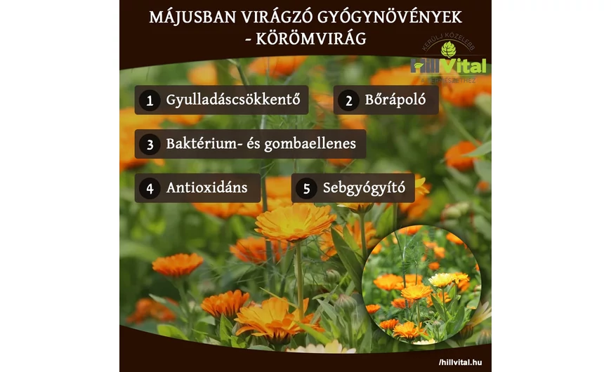 Májusban virágzó gyógynövények - Körömvirág