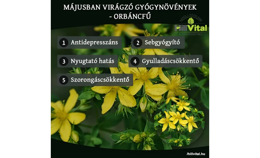 Májusban virágzó gyógynövények - Orbáncfű