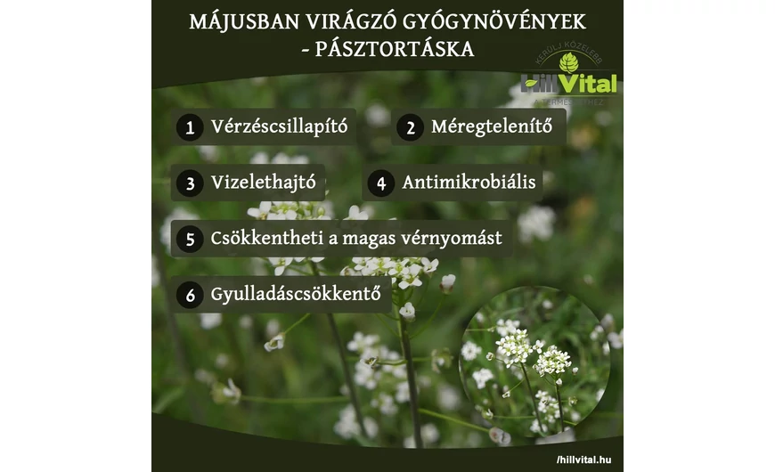Májusban virágzó gyógynövények - Pásztortáska