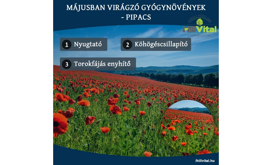 Májusban virágzó gyógynövények - Pipacs