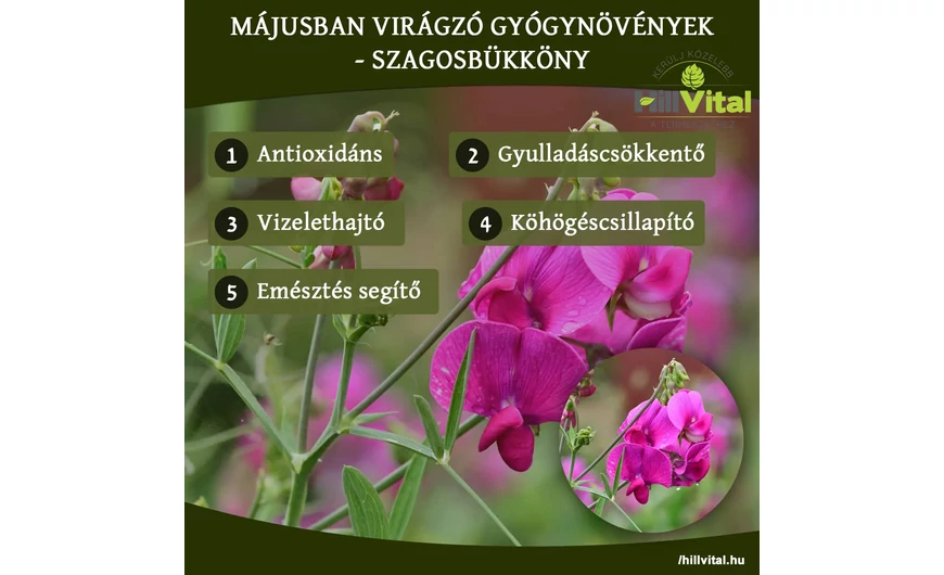 Májusban virágzó gyógynövények - Szagosbükköny