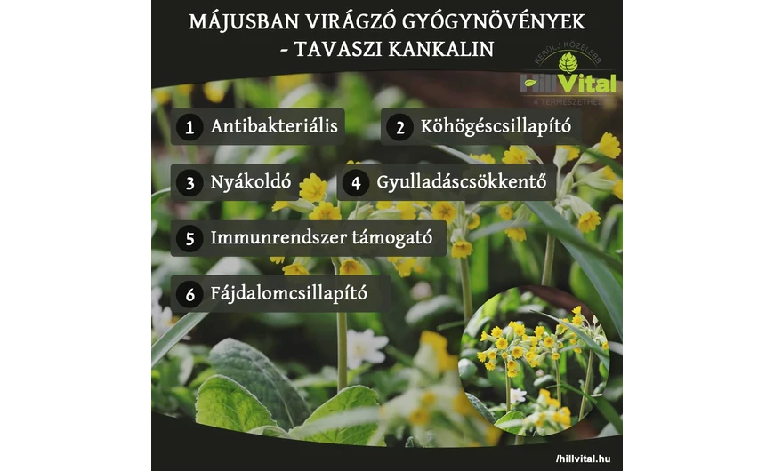 Májusban virágzó gyógynövények - Tavaszi kankalin