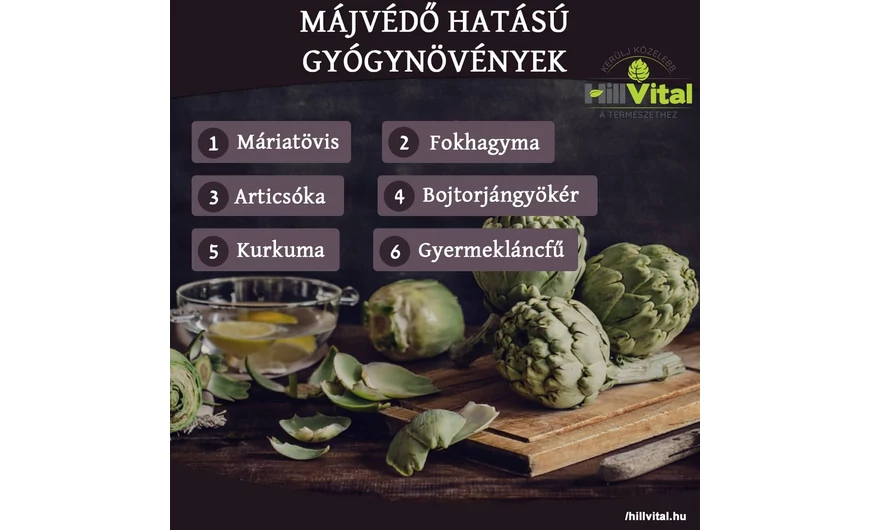 Májvédő hatású gyógynövények